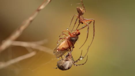 close up macro shot of a two spiders fight for the captured victim