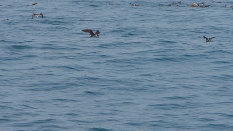 birds flying over the water, near los órganos, piura, peru, with a puffinus puffinus in view