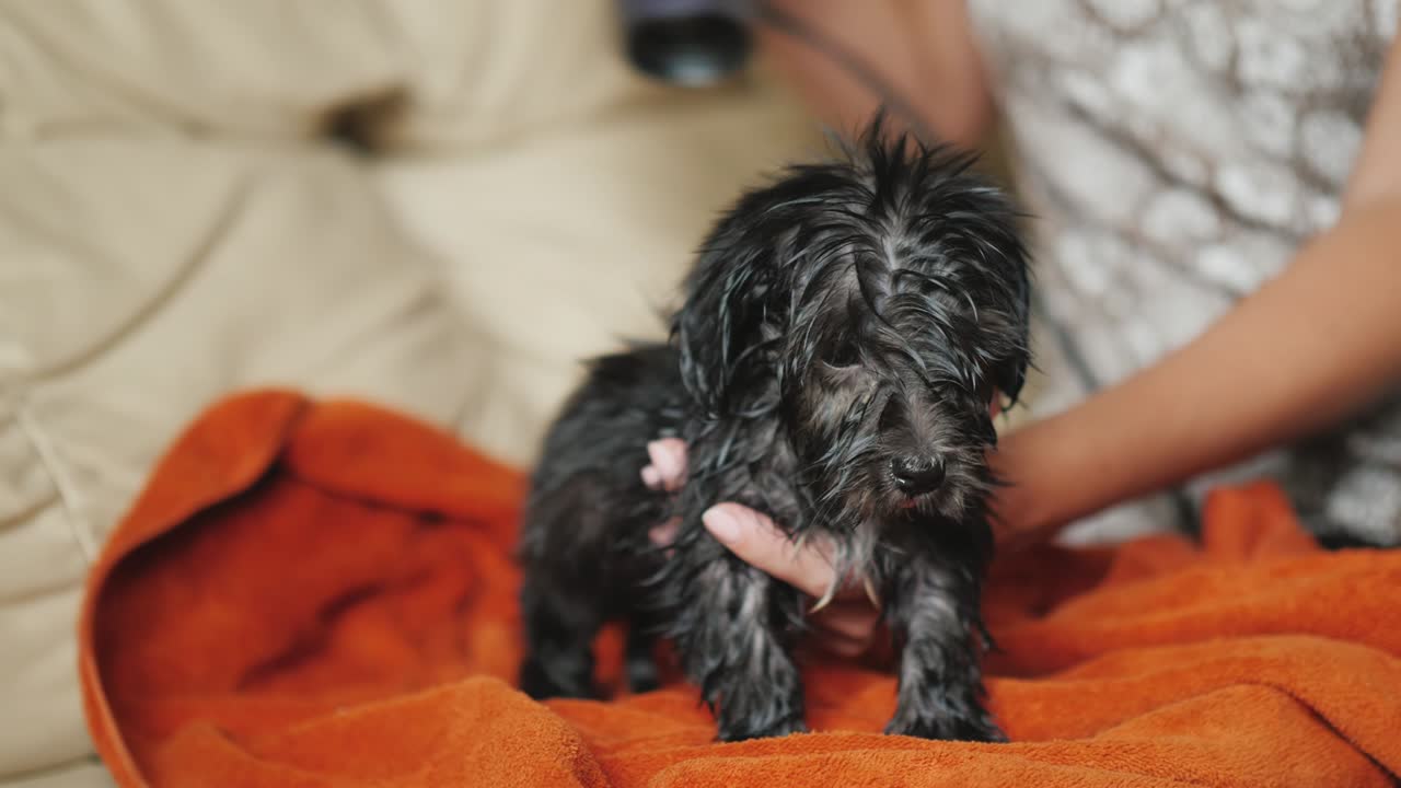secar el cachorro negro después de bañarse. un cachorro pequeño se seca con un secador de pelo