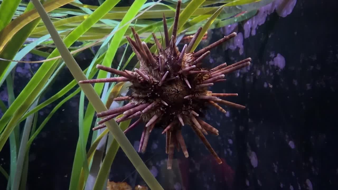 Spiky round sea urchin on aquarium glass window showing off its mouth and teeth also known as Aristotle's Lantern