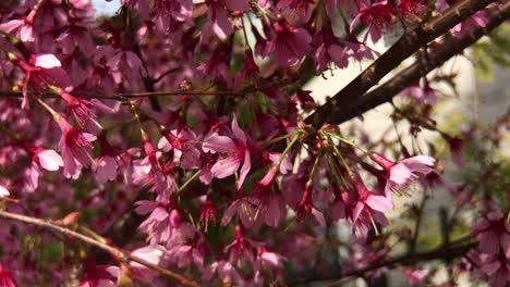 spring flowers in bloom