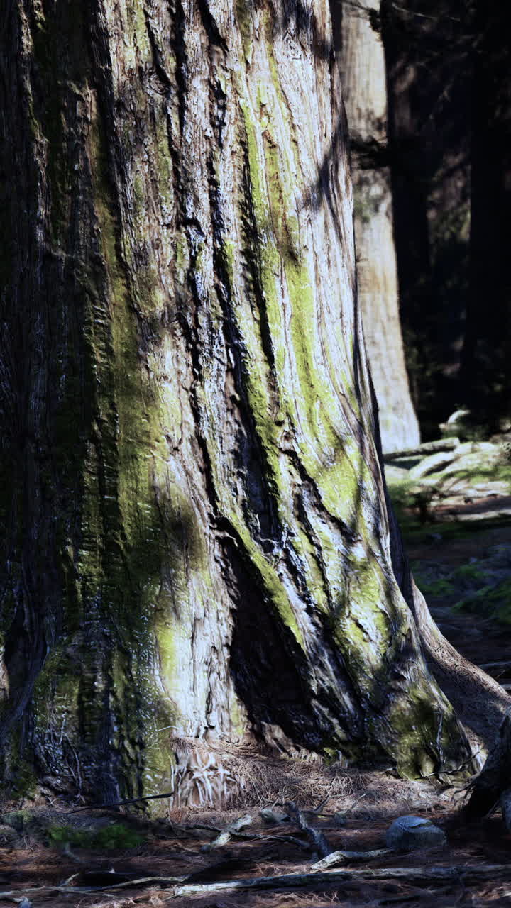 cerca de un tronco de árbol en el bosque
