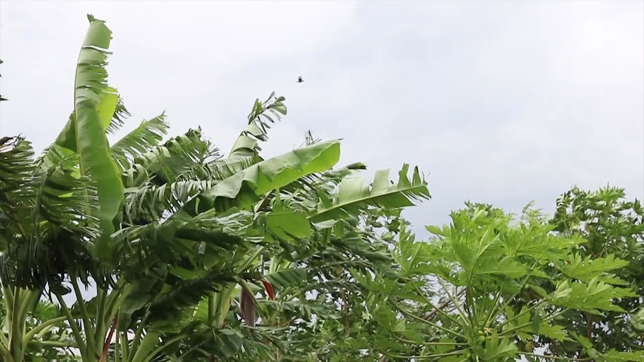 열대 야자수가 바람에 움직이고 잎사귀가 먹구름을 바스락거린다