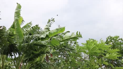 las palmeras tropicales se mueven con el viento, las hojas susurran nubes oscuras
