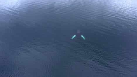 Buceo-De-Ballenas-Jorobadas-Y-Rompiendo-En-El-Mar-Azul-En-Calma-En-Islandia