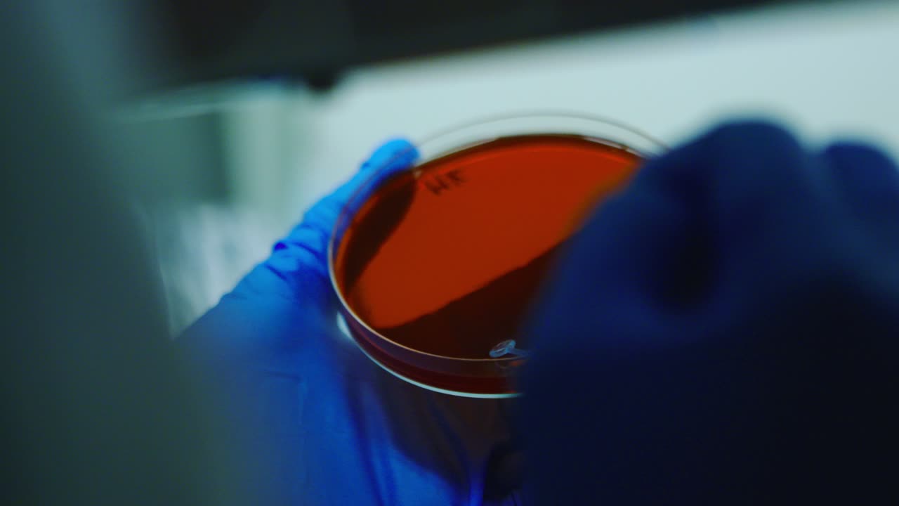 Petri dish testing in laboratory, metaphor for food safety and quality control