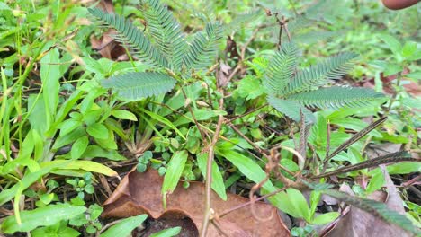 用手指触摸 mimosa pudica 植物,并将其关闭