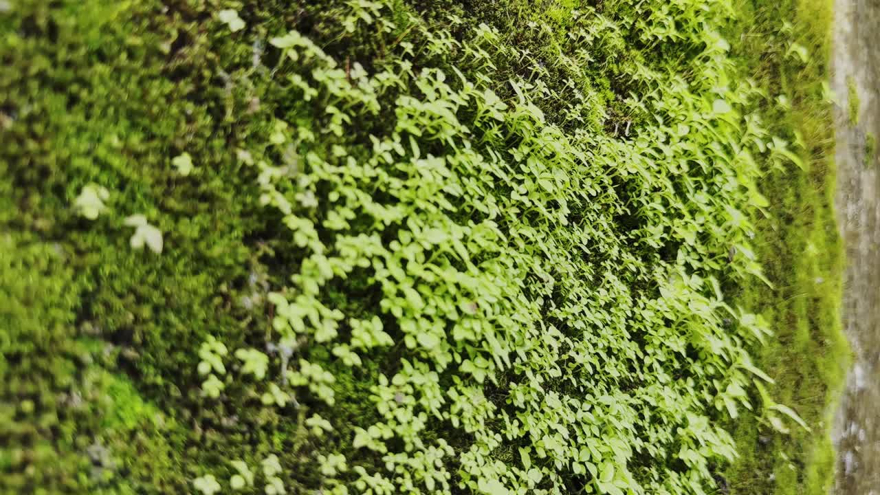 Close-up of moss and tiny plants growing on a damp wall, illuminated by soft dappled sunlight, highlighting texture and greenery