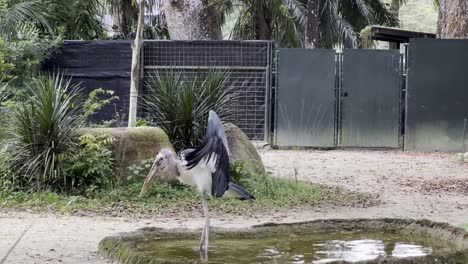 cigüeña de marabú de un solo ala lesionada aleteando su ala y caminando alrededor del estanque artificial en el recinto del zoológico safari de singapur, reservas de vida silvestre de mandai