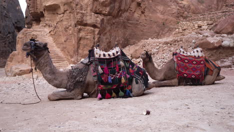 two camels are resting near the entrance of a al khazneh or treasury - nabatean rock-cut temple