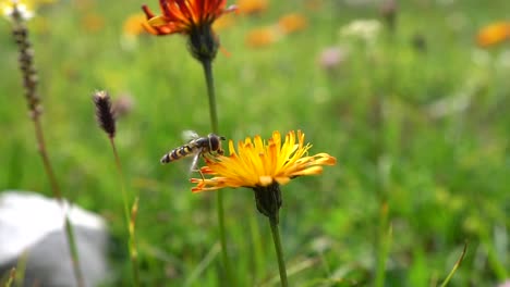 bee collects nectar from flower crepis alpina