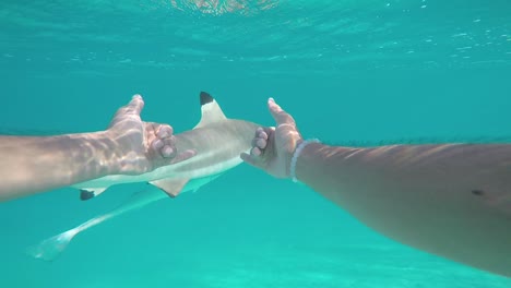el primer hombre mira nadando y tocando un tiburón de punta negra en moorea.
