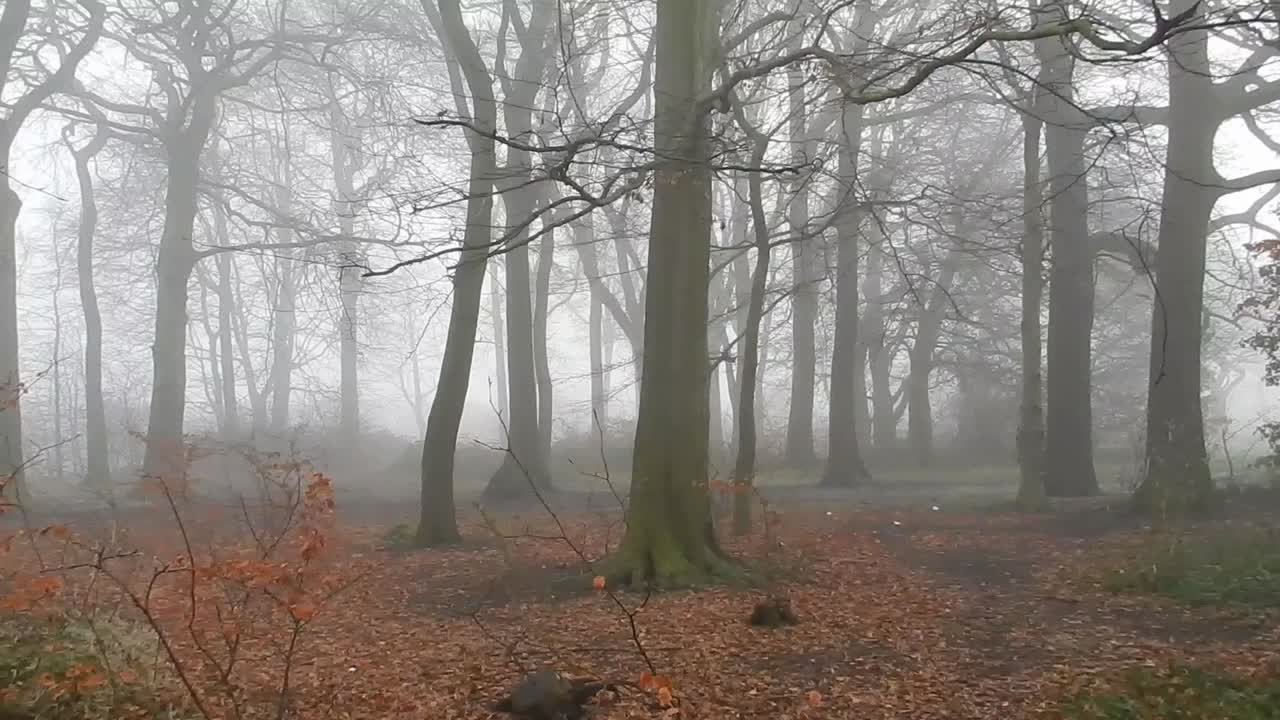 bosque de cuento de hadas árboles verdes vegetación en una densa niebla atmosférica brumosa