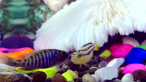 fishes in underwater in colorful aquarium