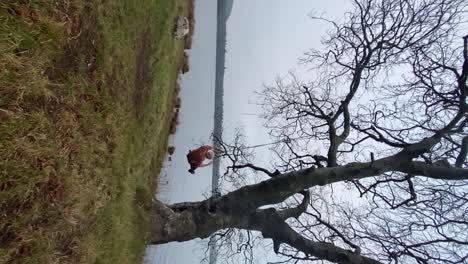 Young-man-playing-on-swing-by-lake-shore-Vertical-Video