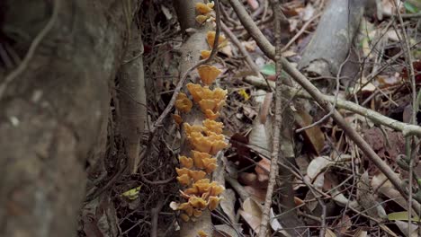 brown mushrooms in rainforest