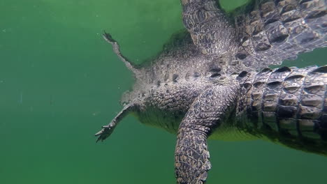 extraordinaria foto de un caimán nadando bajo el agua 1