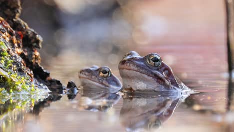 two frogs in a pond