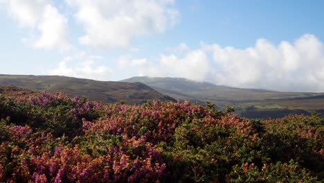 rural welsh mountain valley covered in colourful scenic heather right dolly across wilderness