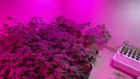 4k video of a room filled with cannabis indoor cannabis plants growing under purple led lights