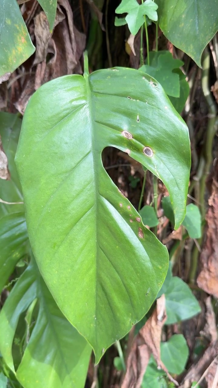 Primo piano di una foglia di Monstera verde con imperfezioni naturali