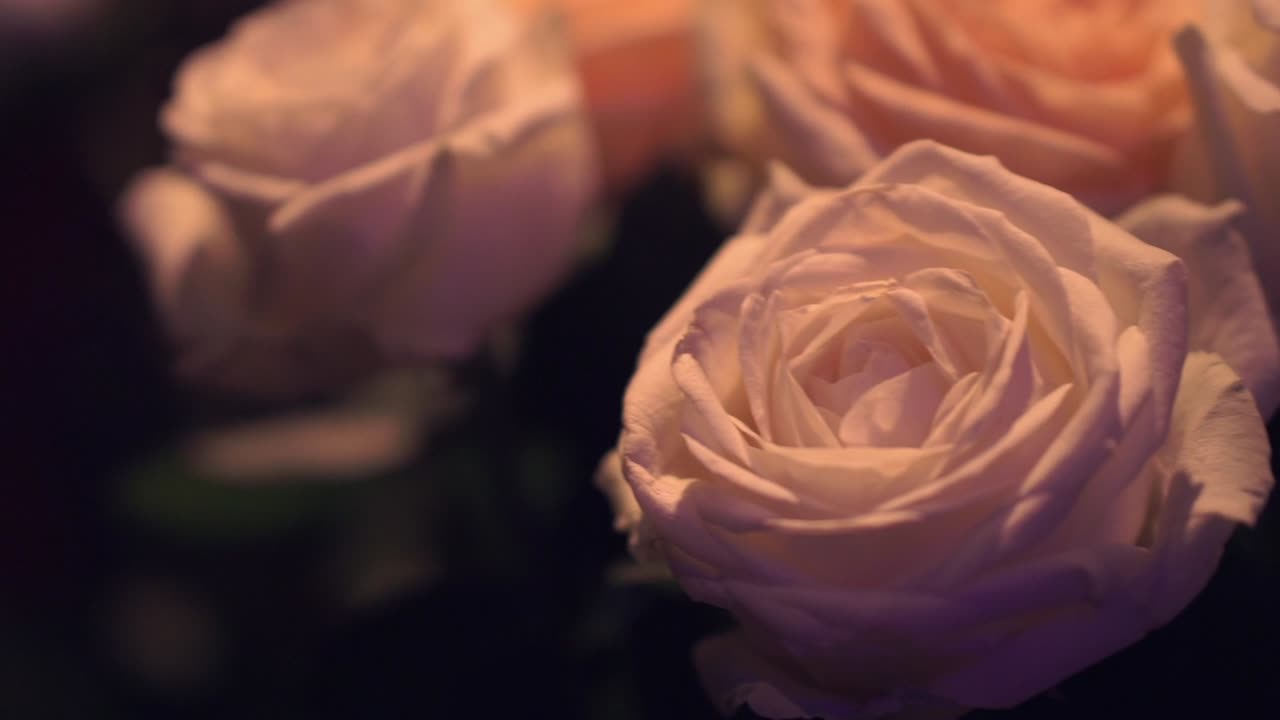 색 과 복아색 장미 꽃집 의 클로즈업