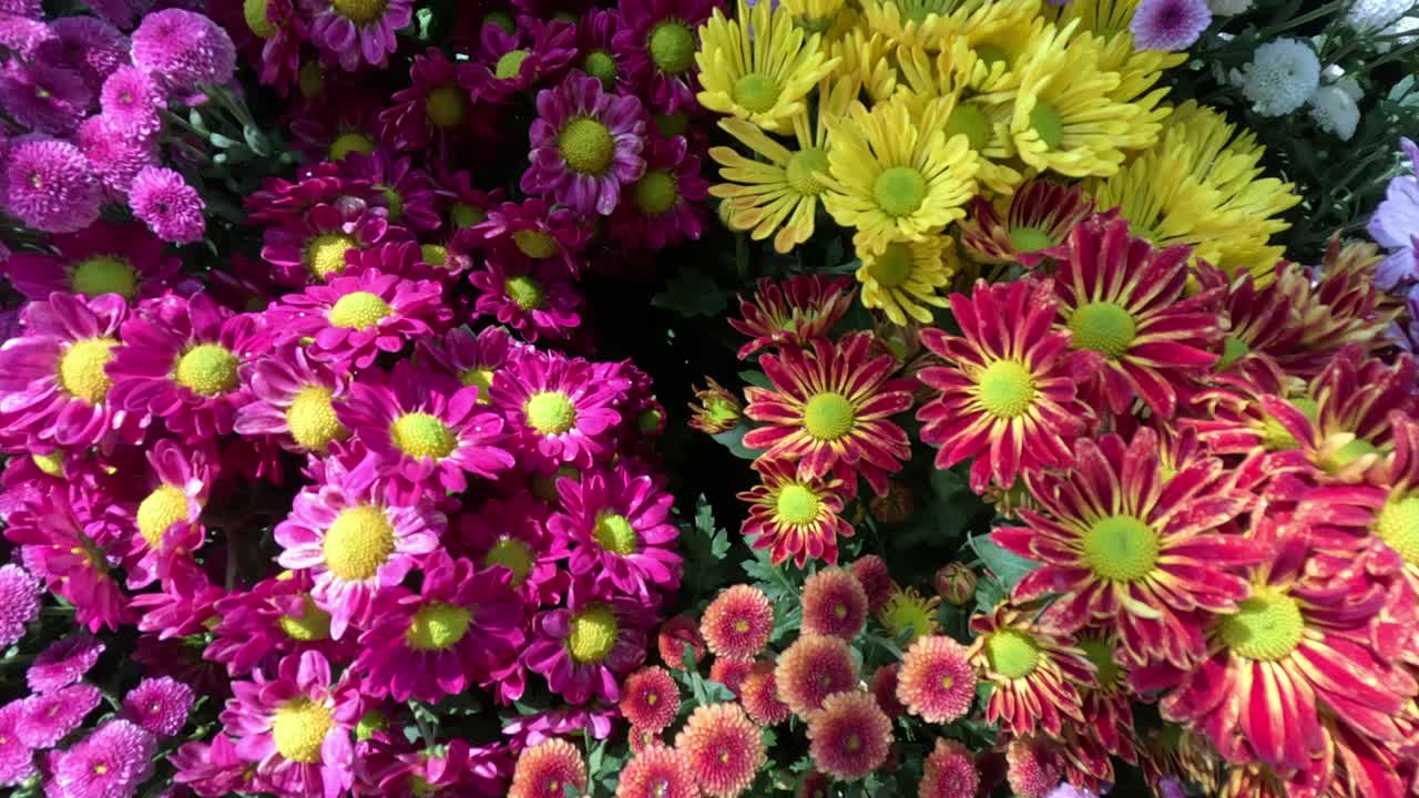 las flores coloridas florecen y cambian con el tiempo.