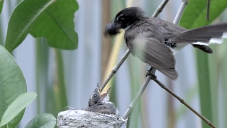 Cola-De-Milano-De-Varios-Colores-De-Malasia-Alimentando-Juveniles-En-El-Nido-Con-Polilla-En-La-Rama-Del-árbol