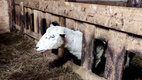 close-up headshot of sheep eating and chewing on dry grass inside barn - static shot showing adult sheep eating