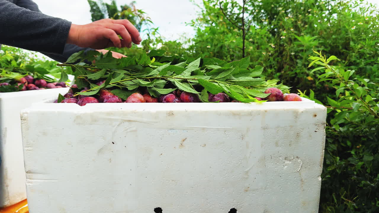 A worker carefully places green plum leaves on top of a crate filled with freshly harvested red plums at the Nhà Vườn Sĩ Thuý orchard in Mộc Châu, Vietnam, Asia