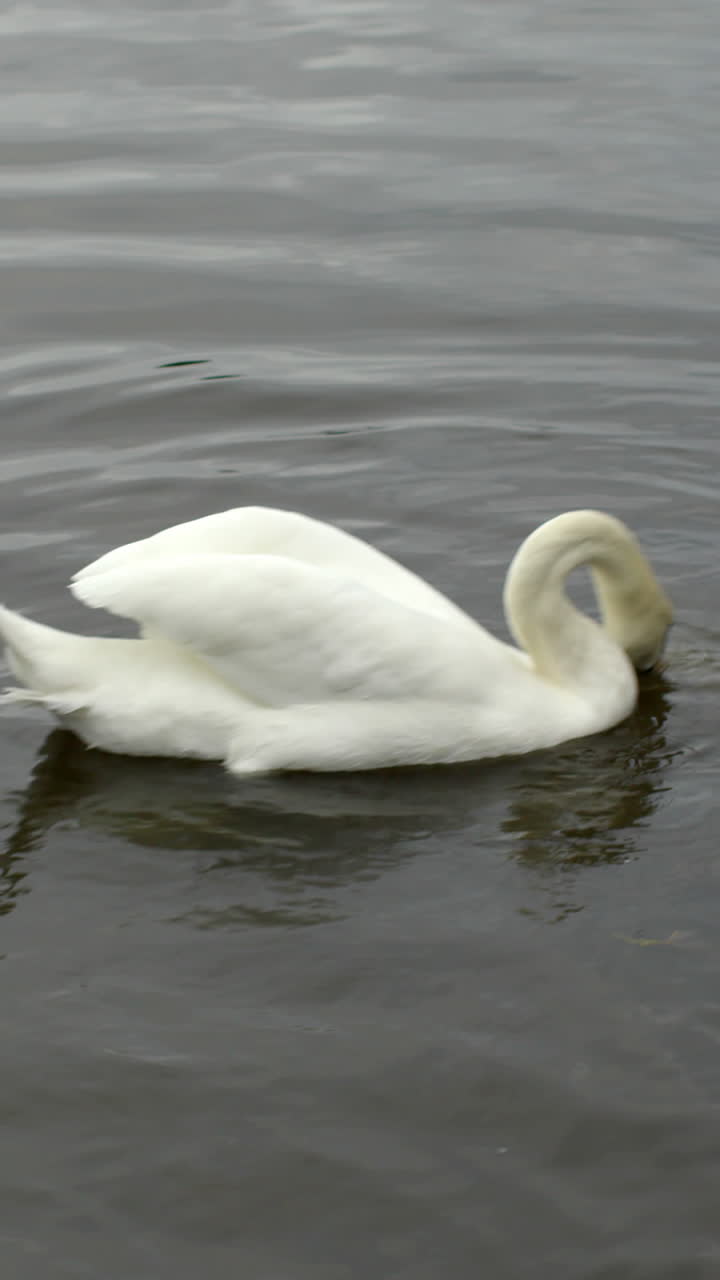 cisnes moviéndose sobre el agua con pájaros volando