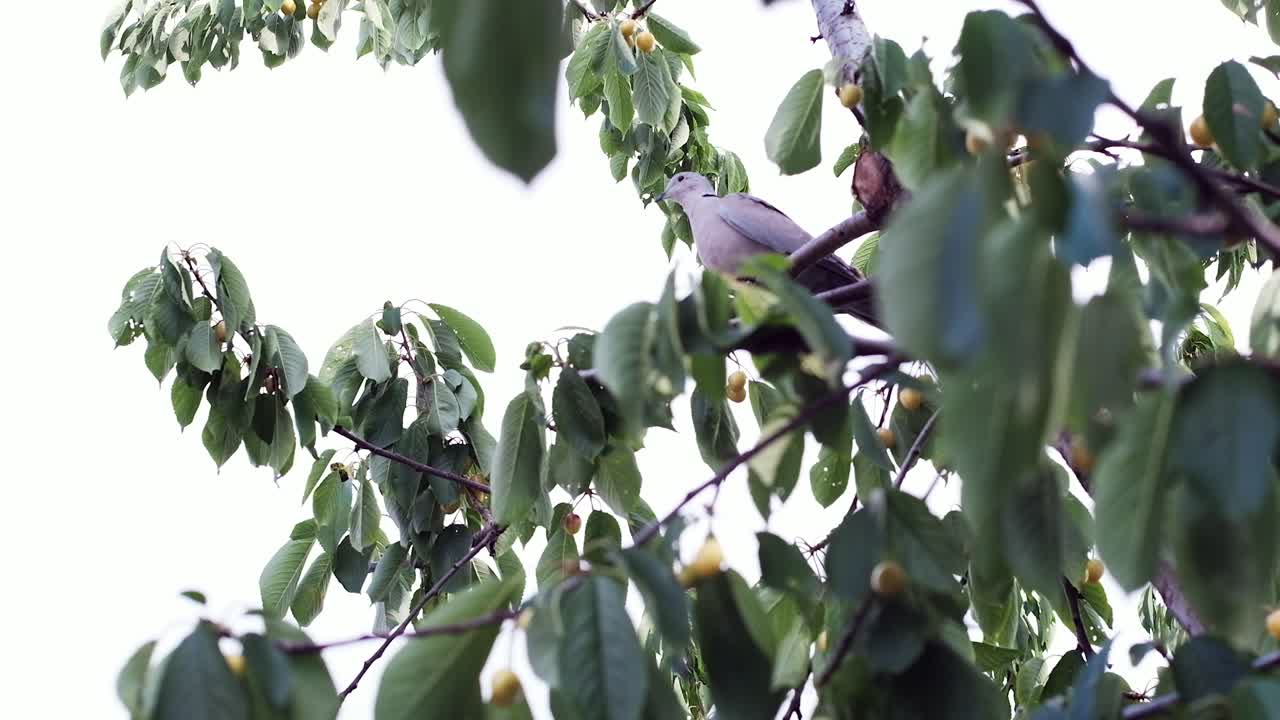 Close up of yellow cherries on the tree in daylight
