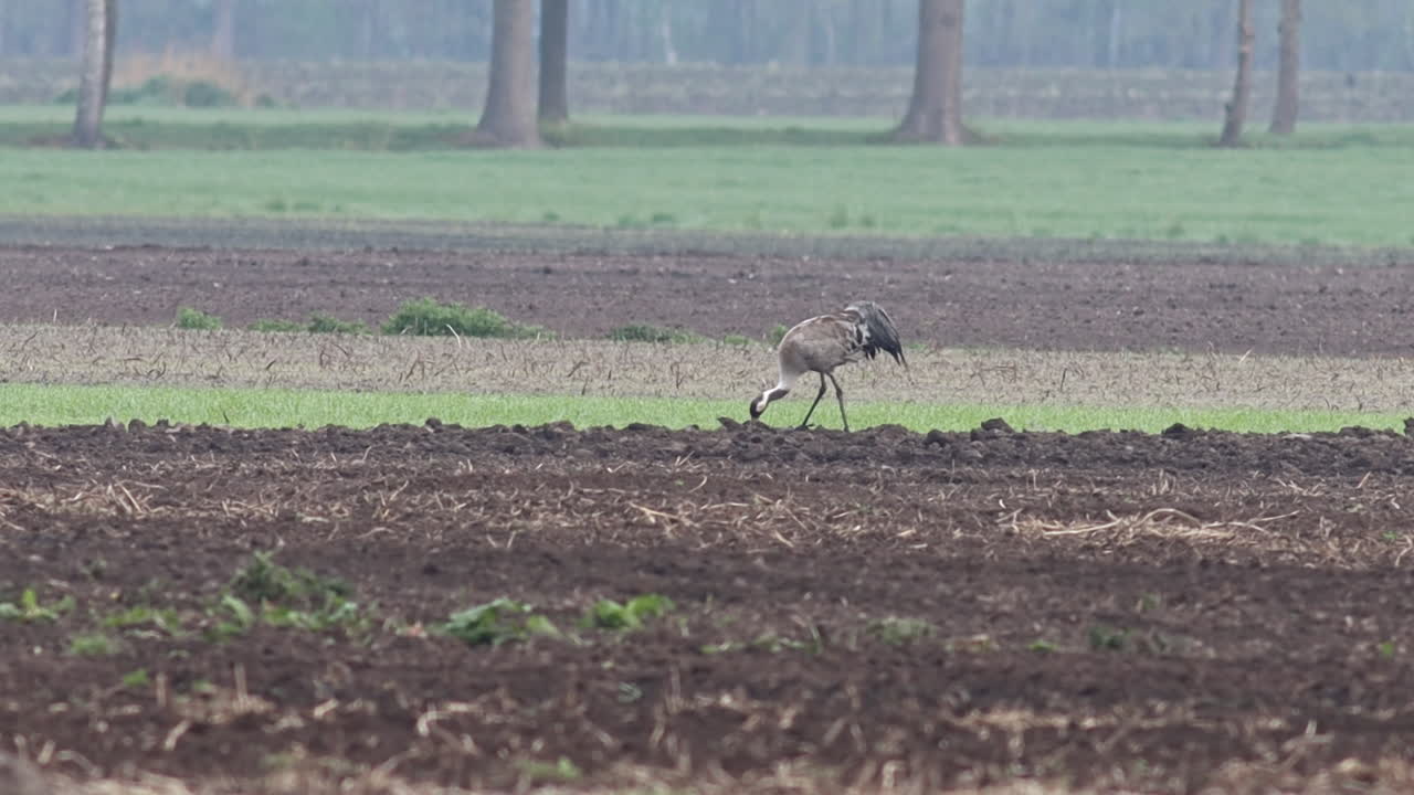 아침 일찍 들판 에 있는 일반적 인 크레인
