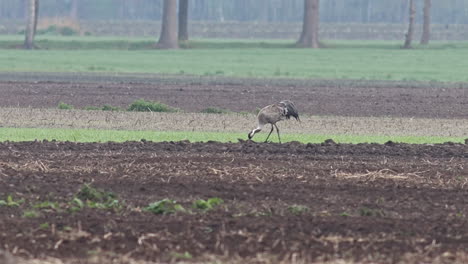 Una-Grulla-Común-En-Un-Campo-Temprano-En-La-Mañana.