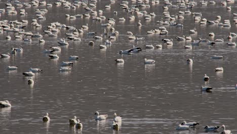 A-View-of-Winter-Geese-Stopped-in-a-Lake,-to-Rest,-on-There-Way,-During-There-Migration