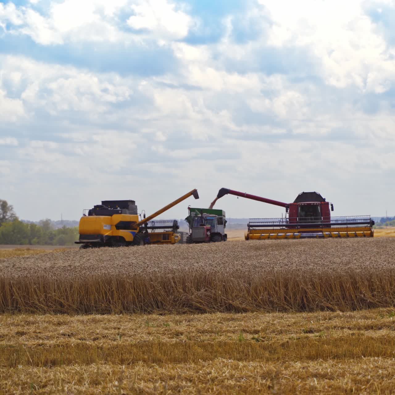 Yellow grain harvesting combines in a sunny day working. Yellow field with grain. Agricultural technic works in field. Video of harvesting process.