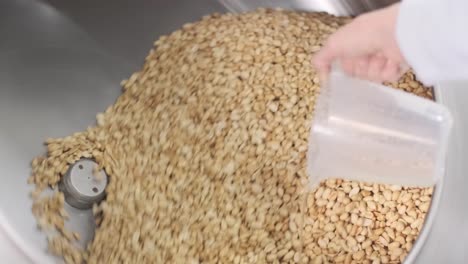 many seeds. sunflower seeds baking machine. moving fried sunflower seeds come out of the machine. food production