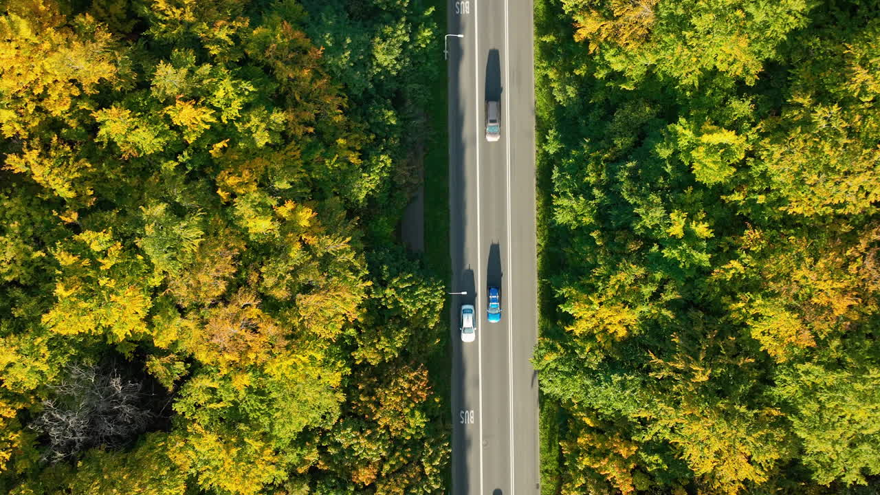 Two cars moving along a straight road through dense autumn forest, aerial perspective with vibrant foliage on both sides