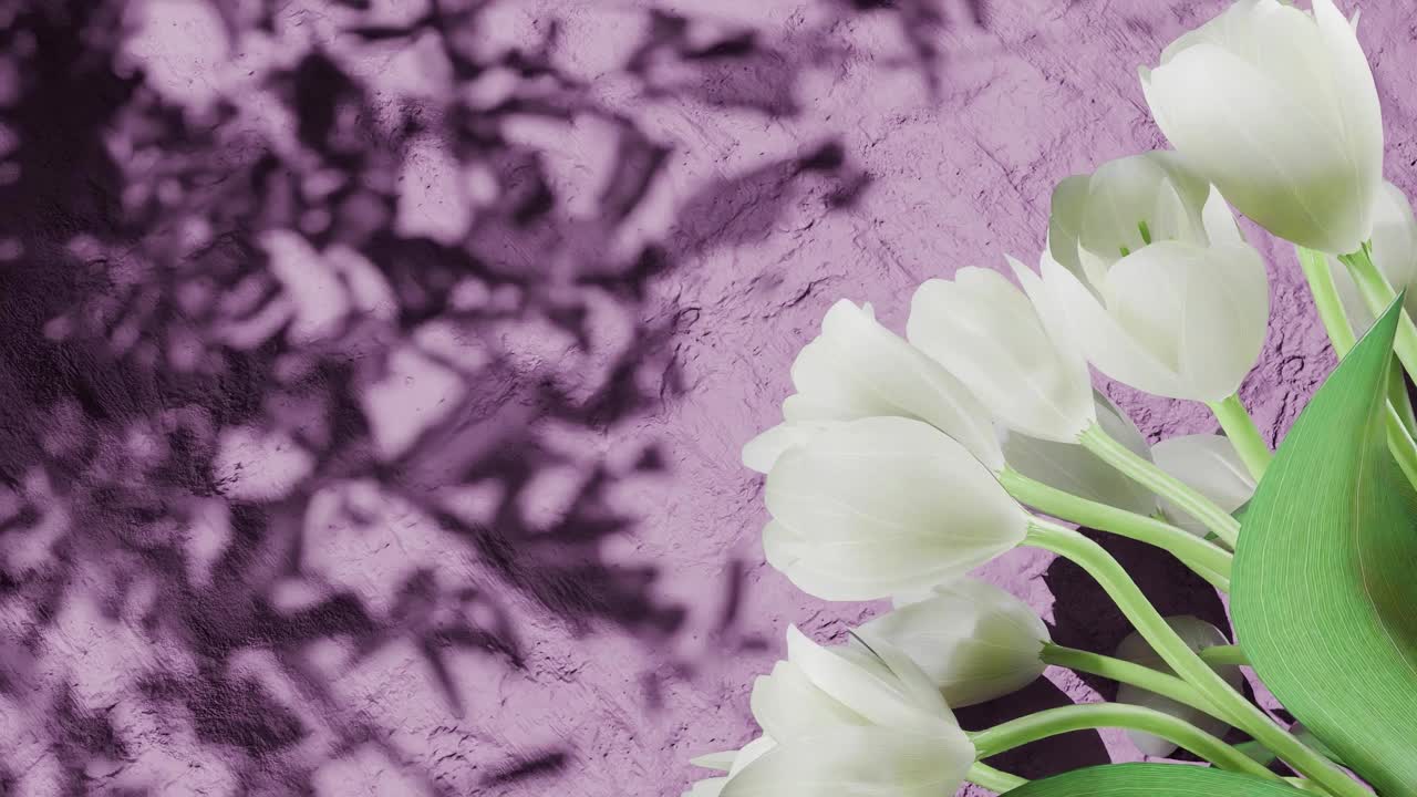 White tulip flowers on the right side casting shadows on textured pink wall. Floral spring composition. Springtime and Easter celebration concept. copy space.