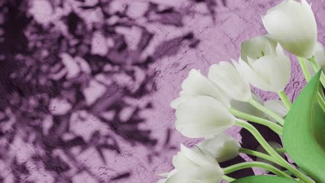white tulip flowers on the right side casting shadows on textured pink wall. floral spring composition. springtime and easter celebration concept. copy space.