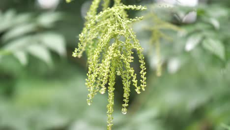 Dew-Drops-Forming-In-Plant's-Small-Leaves-In-A-Lush-Rain-Forest-In-Obersee-Switzerland---close-up