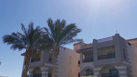 palm trees on a hotel background