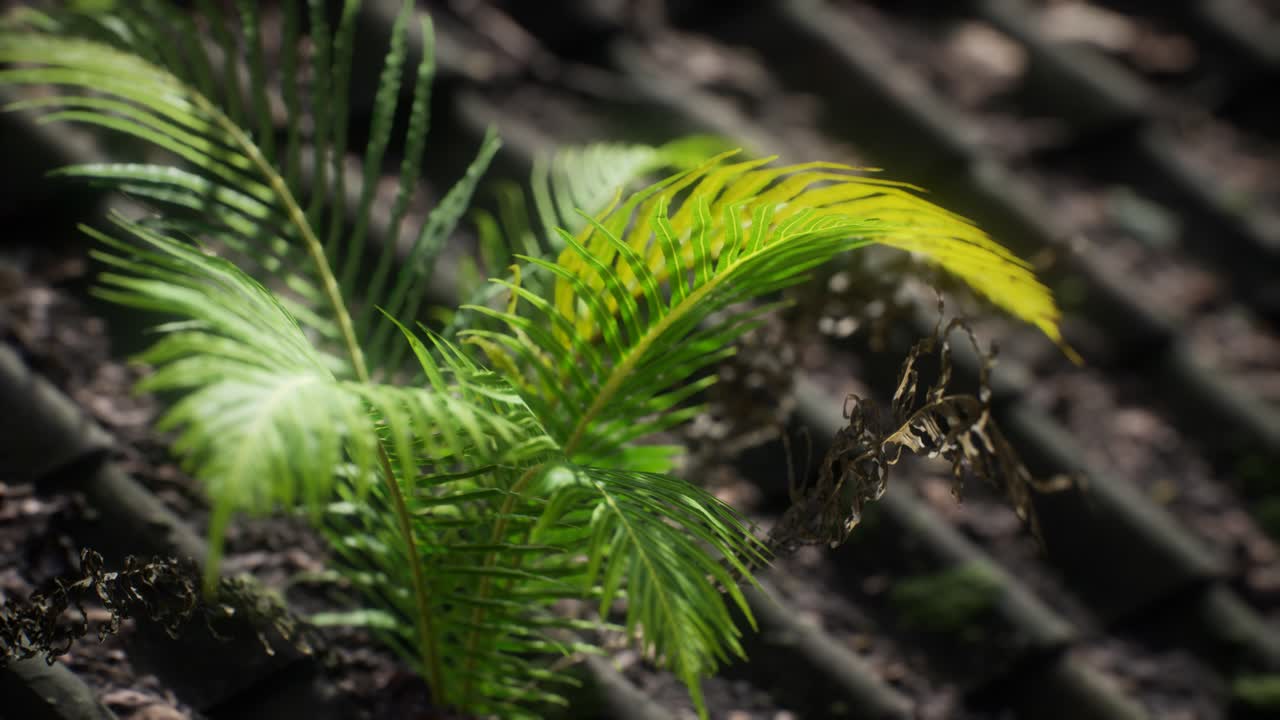 musgo y helecho en el techo viejo
