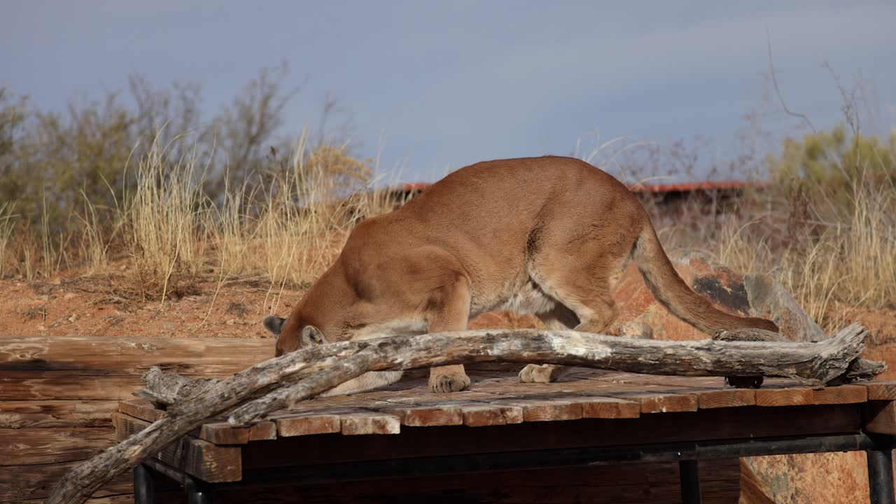 puma che viene lanciato cibo nella riserva della fauna selvatica slomo