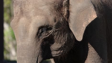 close-up of an asian elephant's face