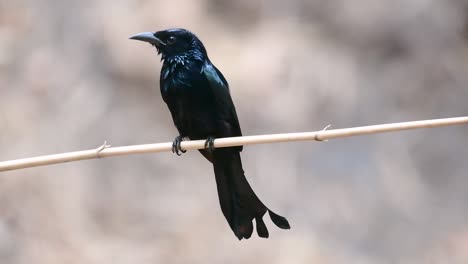 el drongo con cresta de pelo o es un ave en asia de la familia dicruridae que era conespecífico con dicrurus bracteatus o drongo con lentejuelas en el que puede ser difícil diferenciar entre sí