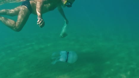 split underwater view of adult man snorkeler diving to see and touch rhizostoma pulmo jellyfish medusa while holding bag for clam and mussel fishing