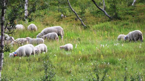 sheep herd grazing in the green herbage on a hillside pasture