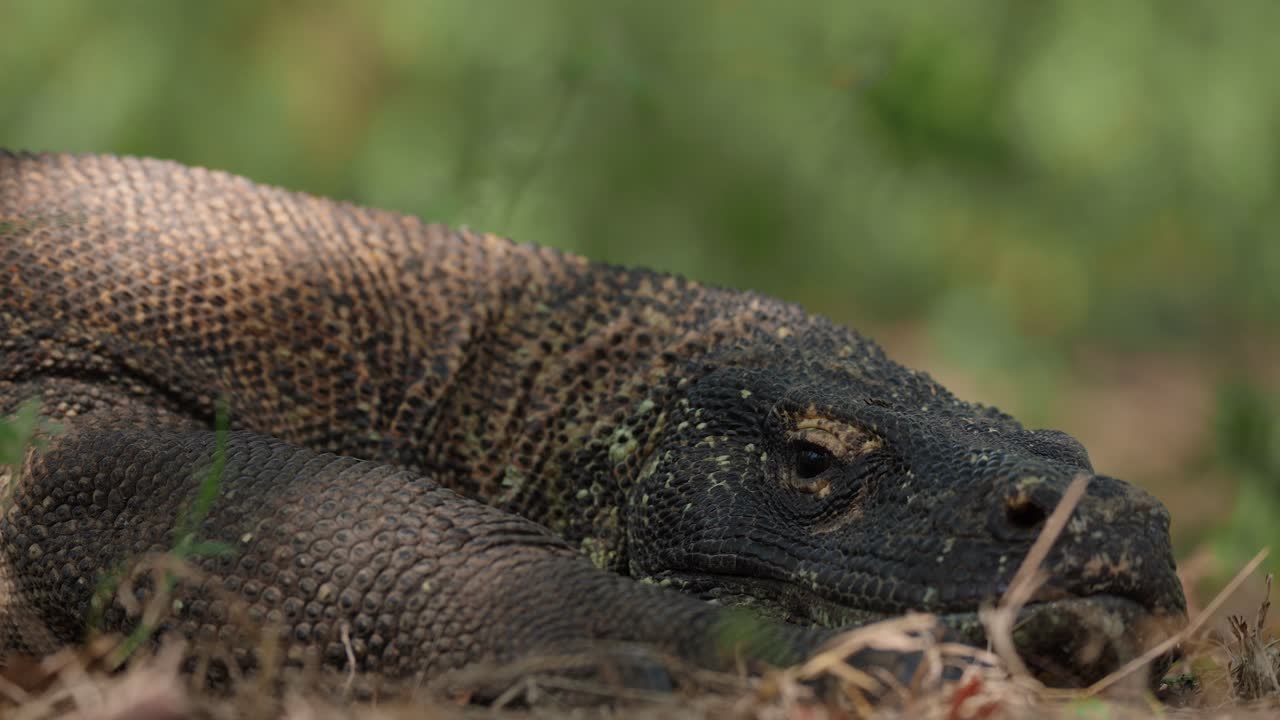 Nahaufnahme einer Kopfaufnahme eines Komodowarans, der ruht, um Energie zu sparen, wobei seine rauen, trockenen und widerstandsfähigen Schuppen hervorgehoben werden
