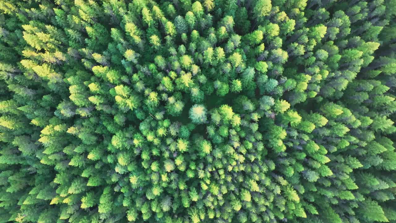 bosque denso con copas de abeto en las montañas durante el otoño